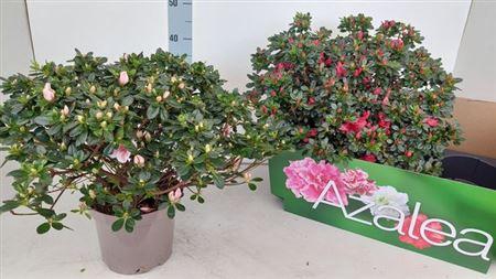 <h4>Rhodo Si Gem 50cm Diam.xxl</h4>