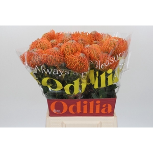 Nutans Ayoba Orange