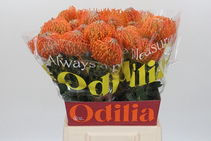 <h4>Nutans Ayoba Orange</h4>