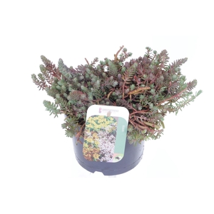 Sedum reflexum
