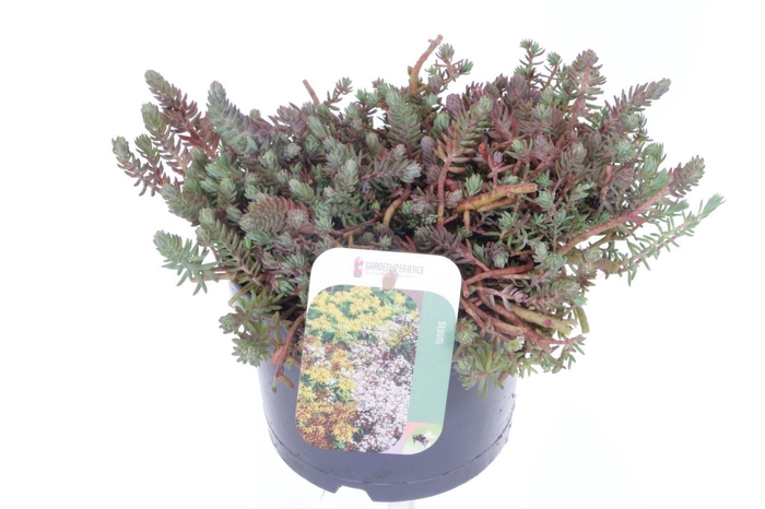 <h4>Sedum reflexum</h4>