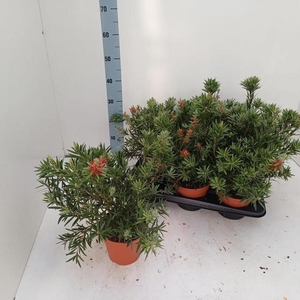 CALLISTEMON CITRINUS