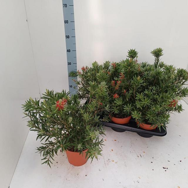 <h4>CALLISTEMON CITRINUS</h4>