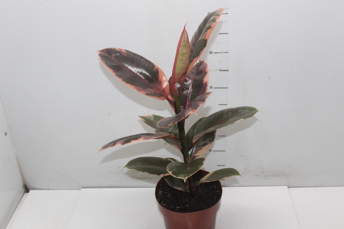 <h4>FICUS ELASTICA RUBY P17</h4>