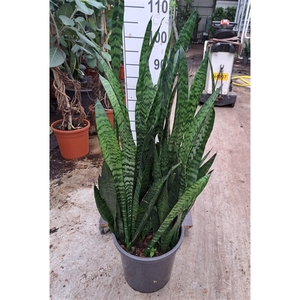 Sansevieria Zeylanica 100