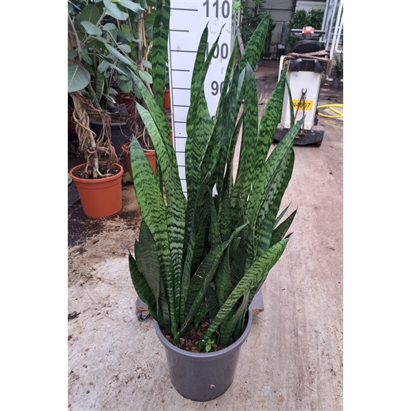 <h4>Sansevieria Zeylanica 100</h4>