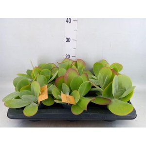Kalanchoe NF thyrsiflora