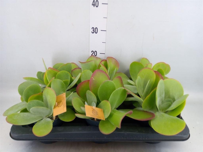 <h4>Kalanchoe NF thyrsiflora</h4>