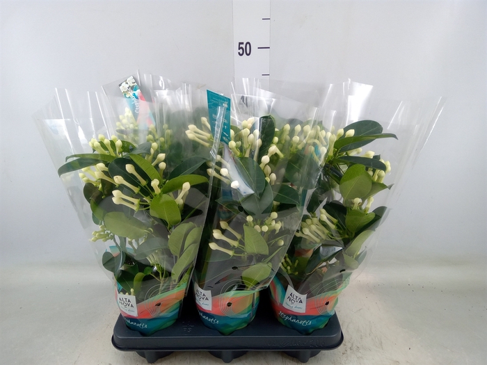 <h4>Stephanotis floribunda   ...</h4>