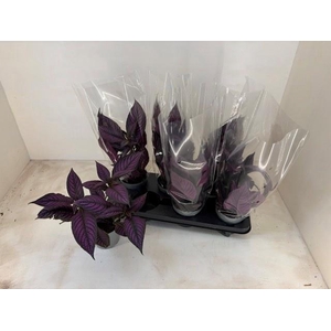 STROBILANTHES