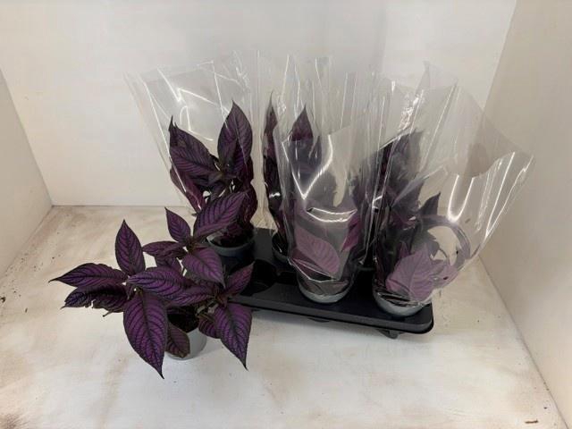 <h4>STROBILANTHES</h4>