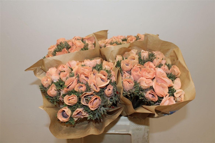 <h4>Anem Marianne Powder Orange</h4>