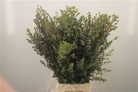 <h4>Euc Domenicha Per Bunch 200 Gram</h4>