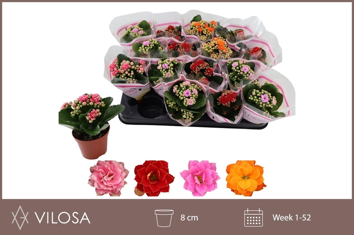 arr8 Kal Ge Gem 4 Kl