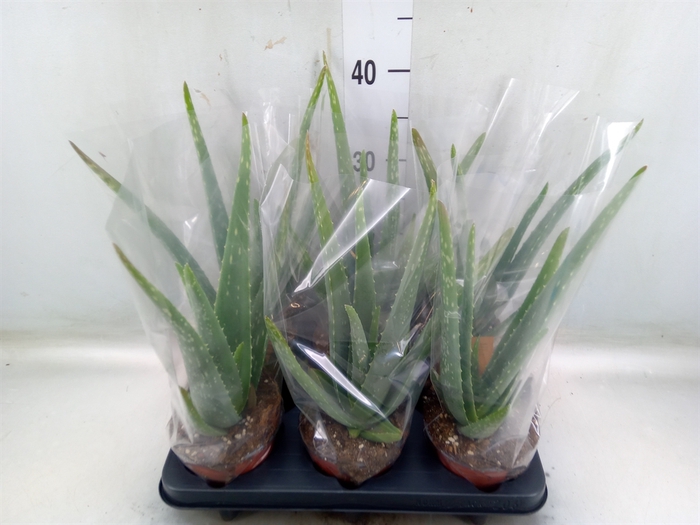 <h4>Aloe vera</h4>