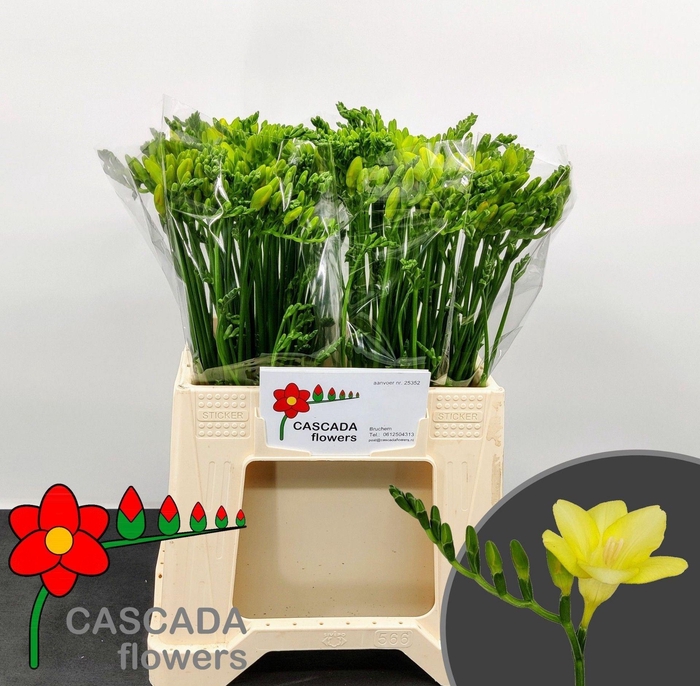 <h4>Freesia enk Sunny Beach</h4>