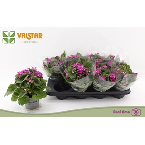 PERI C MAN P ROSE CH