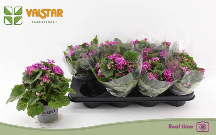 <h4>PERI C MAN P ROSE CH</h4>