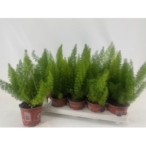 Asparagus dens. 'Meyers'