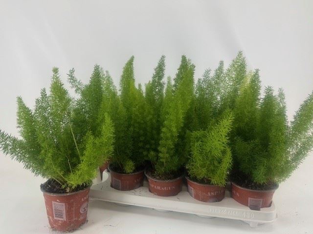 <h4>Asparagus dens. 'Meyers'</h4>