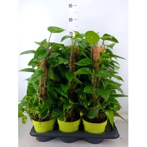 Epipremnum pinn.   ...moss stick