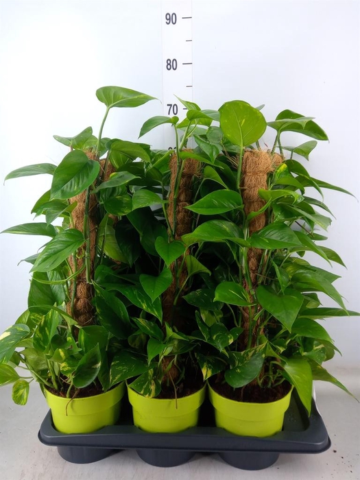 <h4>Epipremnum pinn.   ...moss stick</h4>