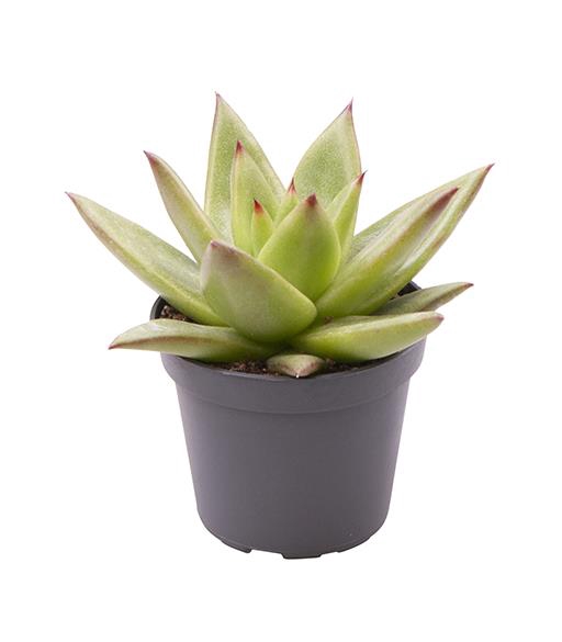 <h4>ECHEVERIA-HYBRID P6 PLUTO GALAXI</h4>