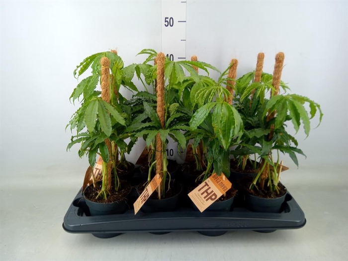 <h4>Anthurium   ...</h4>