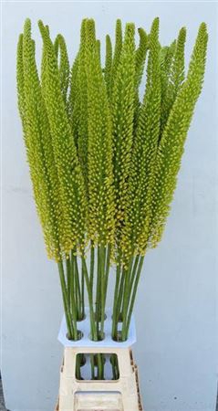 <h4>Eremurus Yellow Impact</h4>