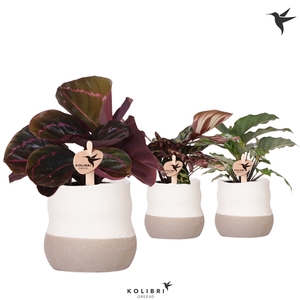 Kolibri Greens Calathea mix in Imperfect pot