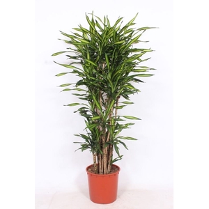 Dracaena Riki