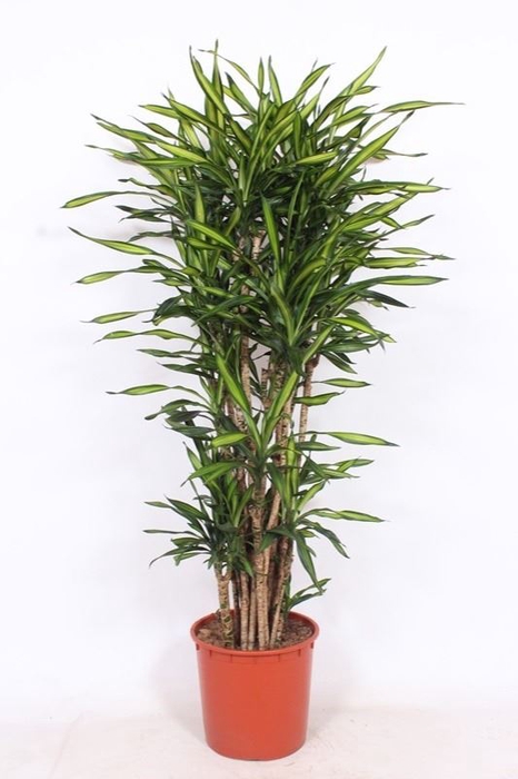 <h4>Dracaena Riki</h4>