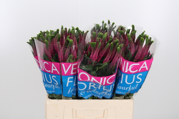 <h4>Veron Smart Iselle</h4>