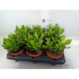 Crassula  'Magical Tree'