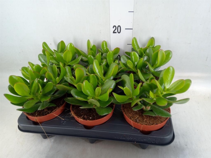 <h4>Crassula  'Magical Tree'</h4>