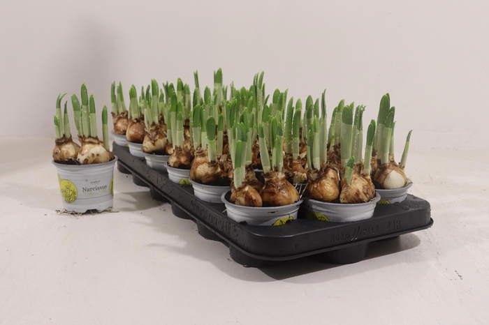 <h4>NARC O TETE A TETE</h4>