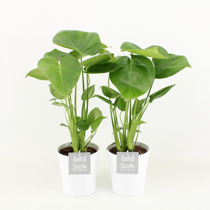 <h4>Monstera in Liv keramiek</h4>