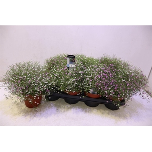 Gyps Muralis Gem Pot