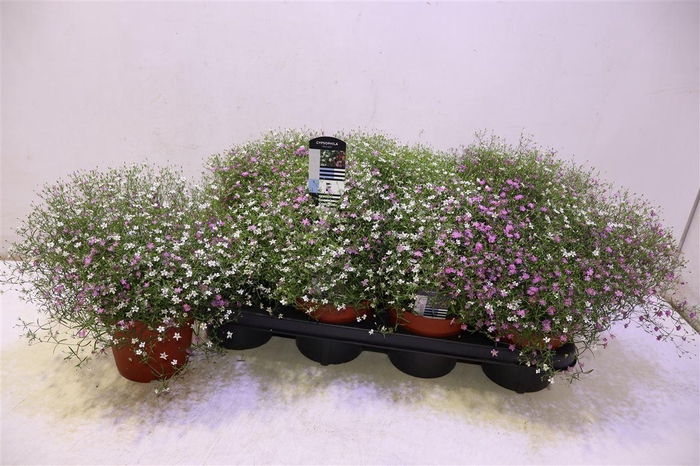 <h4>Gyps Muralis Gem Pot</h4>