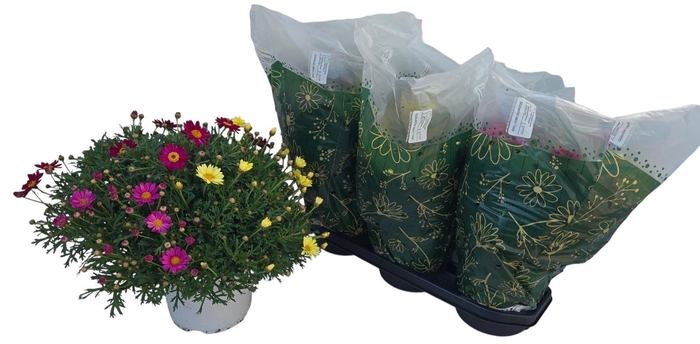 <h4>ARG GEM IN POT</h4>