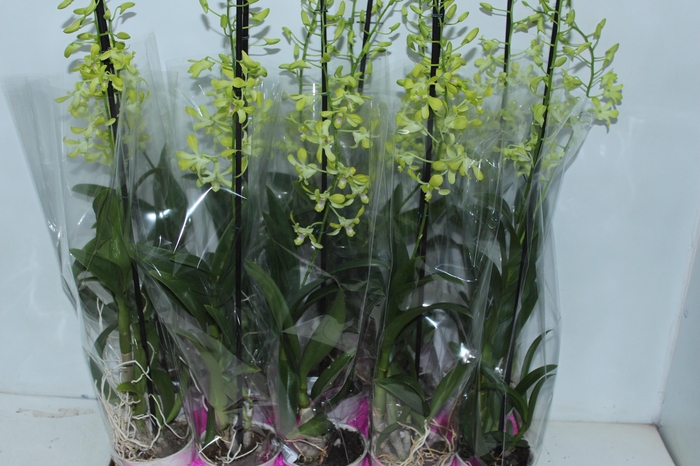 <h4>DENPHALAEN P13</h4>