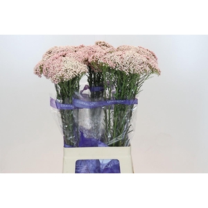 Ozothamnus Cooks Tall Pink
