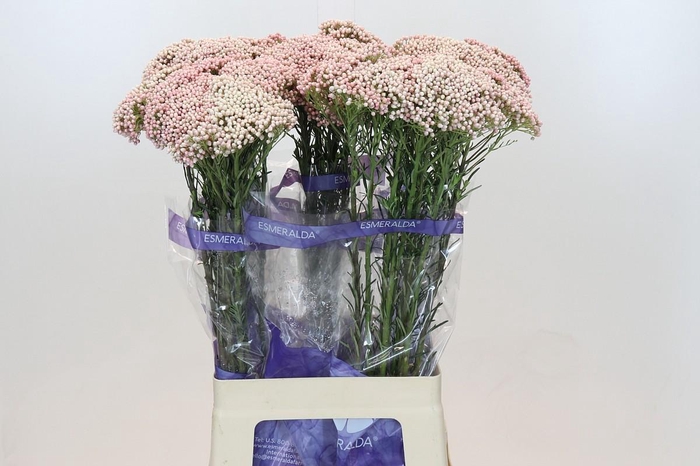 <h4>Ozothamnus Cooks Tall Pink</h4>