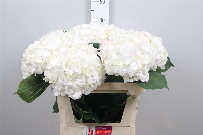 <h4>Hydr M White Verena</h4>