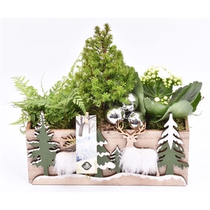 Arrangementen kamerplanten 6%