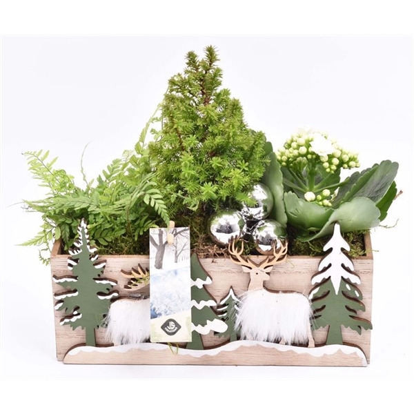<h4>Arrangementen kamerplanten 6%</h4>