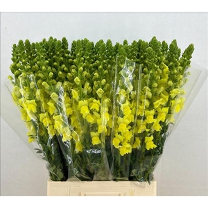 Antirrhinum Potomac Geel
