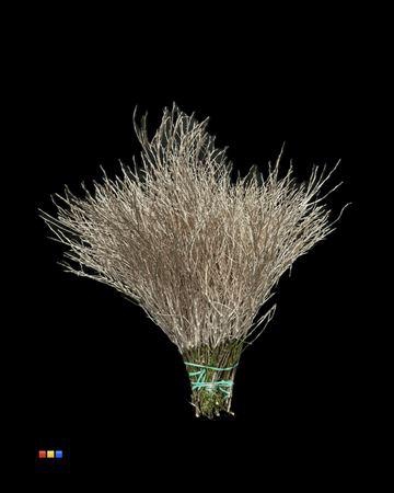 <h4>Vaccinium / Heidelbeer Champagne</h4>