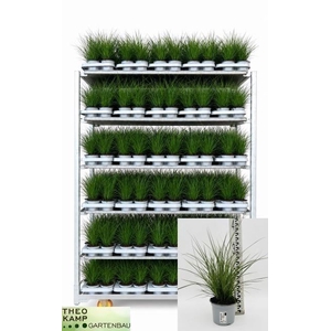 Carex brunnea