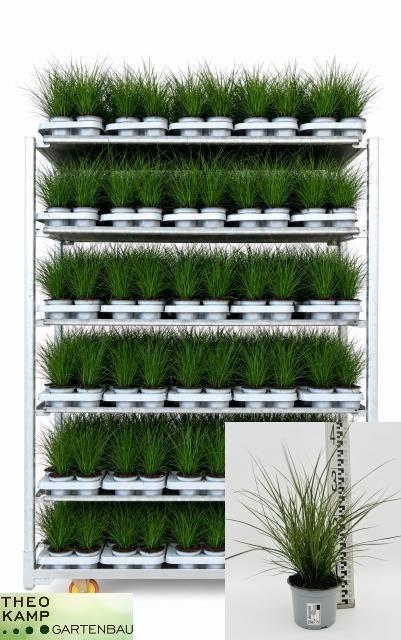 <h4>Carex brunnea</h4>